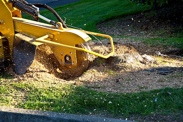 Best Firewood Processing and Delivery  in Beverly, NJ