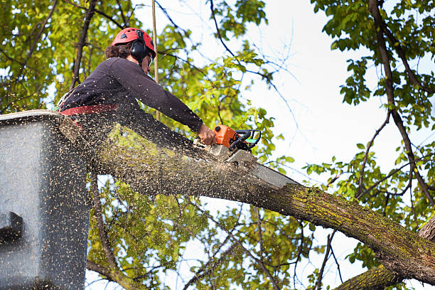 Best Arborist Consultation Services  in Beverly, NJ