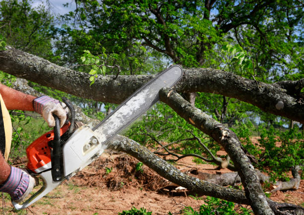 Best Tree Preservation Services  in Beverly, NJ