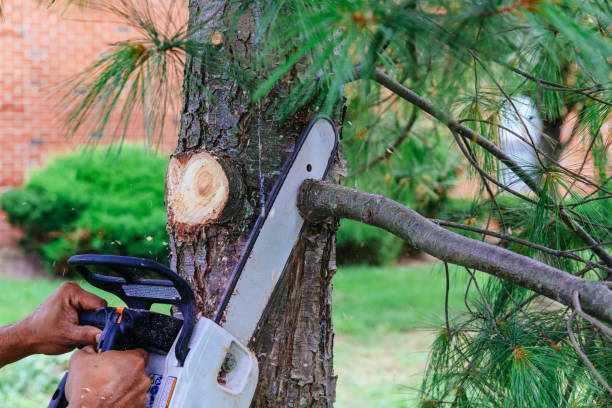 Best Tree Removal  in Beverly, NJ
